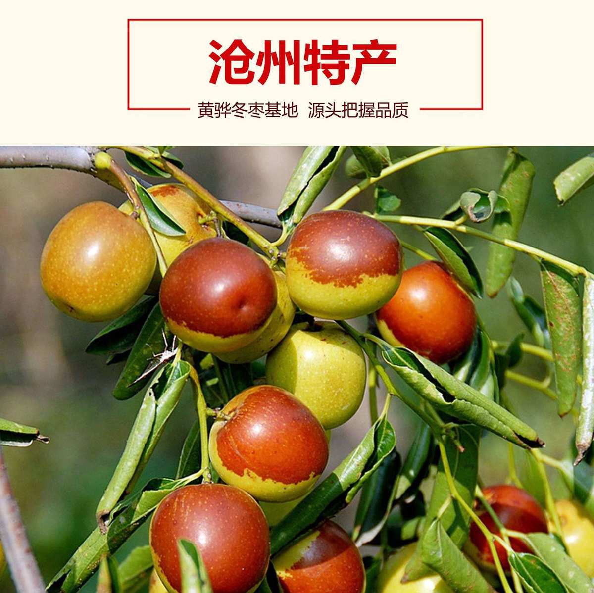 保定信誉楼源头直采黄骅冬枣即将上市! - 美篇