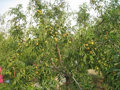 黄骅古冬枣贡园--黄冬枣节采风(3) - 新华博客 - News Blog