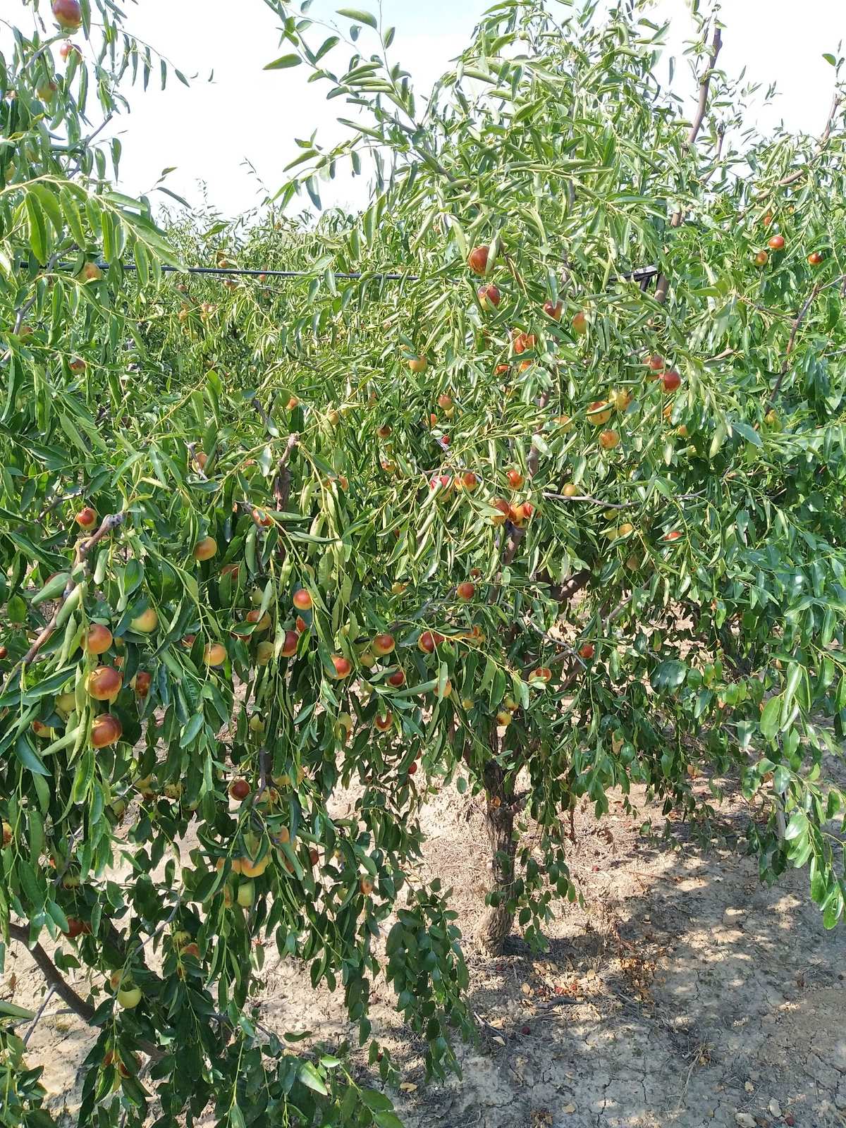 单车黄骅聚馆冬枣园*^_^*满载而归哦! - 美篇