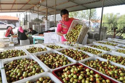 黄骅:金秋时节冬枣飘香