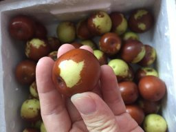 亚马逊:商品评论: 秋里红 黄骅鲜冬枣5斤 保鲜盒装 黄骅孔店冬枣示范基地 现摘现发(当天下单,通常第二天采摘、发货)