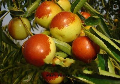 河南唐河冬枣_河南唐河冬枣的介绍_河南唐河冬枣的图片