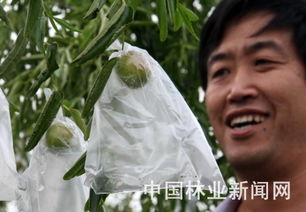 黄骅冬枣套袋隔离农药污染