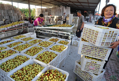 河北黄骅:金秋时节冬枣飘香