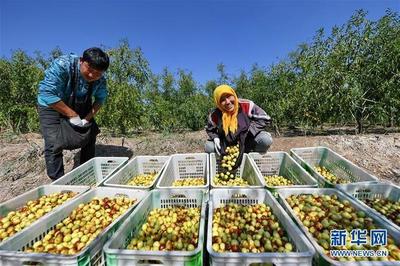 河北黄骅:金秋冬枣飘香