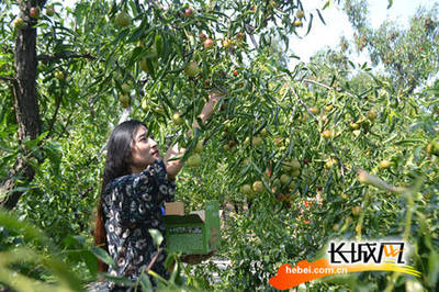 小长假有好去处 2017黄骅冬枣采摘旅游活动启动