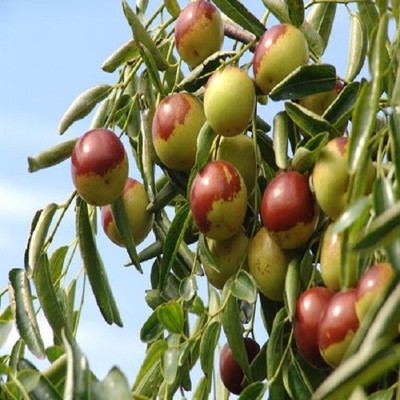 黄骅冬枣详细介绍:特点 历史 - 黄骅特产 - 特色谷