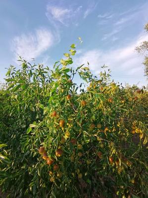 [冬枣批发]河北沧州黄骅市鲜枣 8.00元/斤黄骅脆冬枣 批发 _ 一亩田