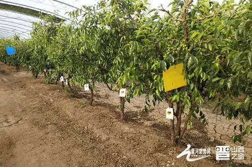 山西产业扶贫产品展播 临猗冬枣