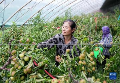 河北黄骅:大棚冬枣采摘忙