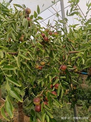 哪里的冬枣最好?山东沾化、河北黄骅、陕西大荔,还是山西、新疆江西或其他地方?