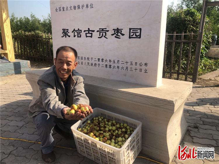 推动乡村振兴 河北黄骅冬枣开园采摘活动开幕