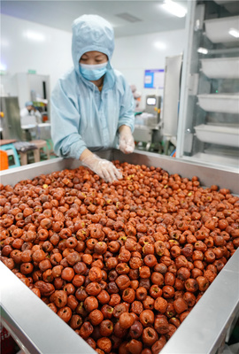 河北黄骅:冬枣深加工 延伸产业链