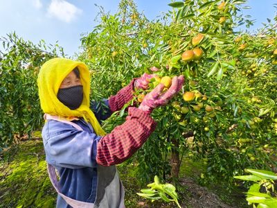 黄骅港海关助力黄骅冬枣开拓国际市场