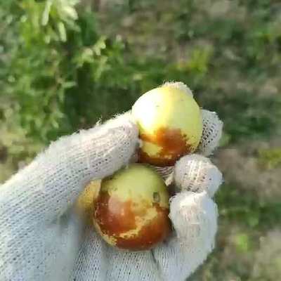 河北沧州黄骅冬枣大又甜 大棚上市更提前