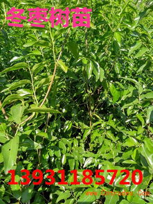 冬枣枣树苗多少钱一棵