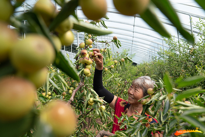 河北黄骅:大棚冬枣采摘忙