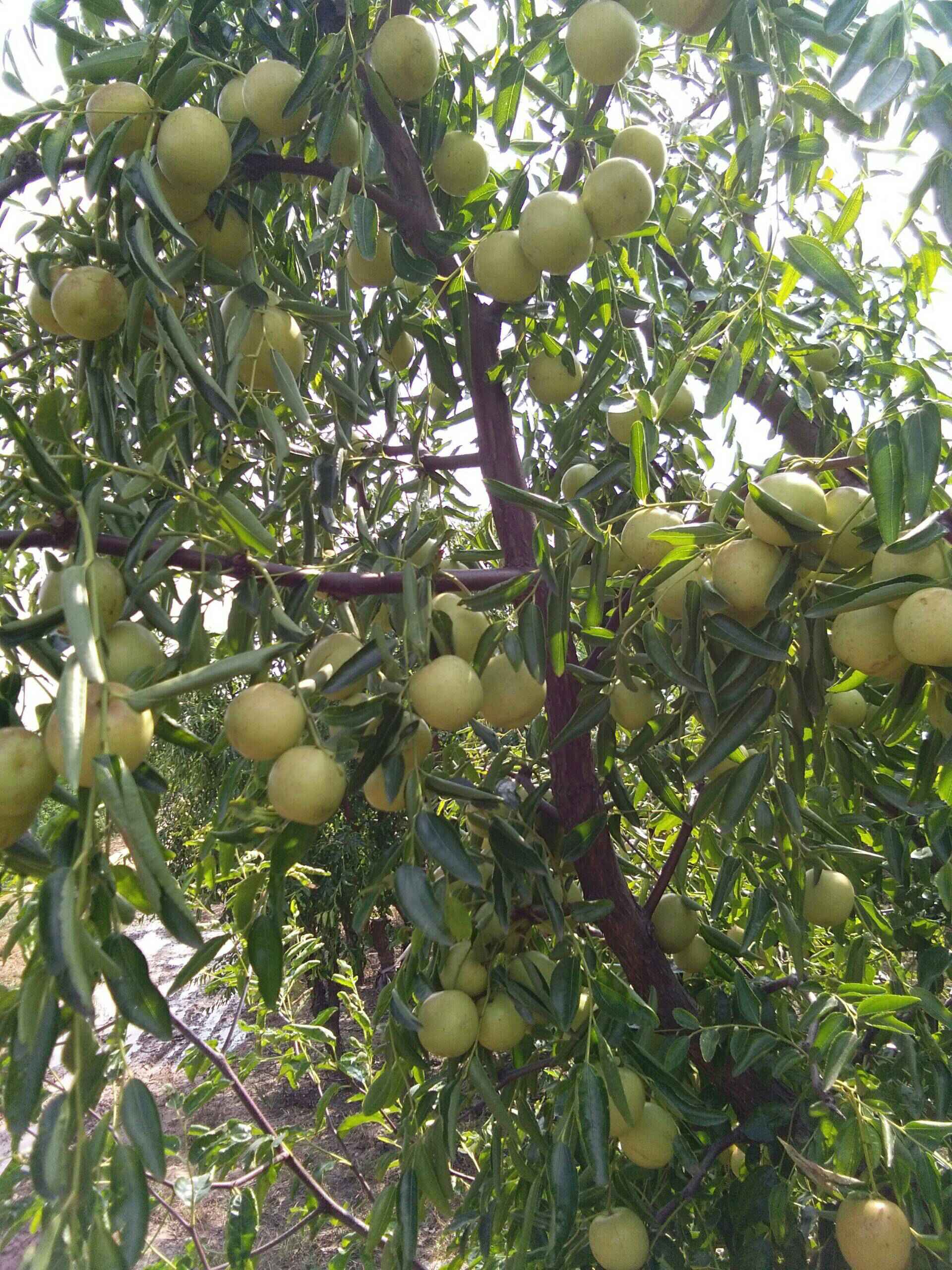 【图】【天津致高无尚车友会】十月线下聚会之黄骅冬枣采摘记.