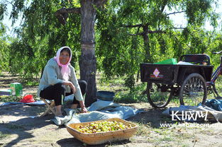 黄骅冬枣成富民产业 年产值10亿