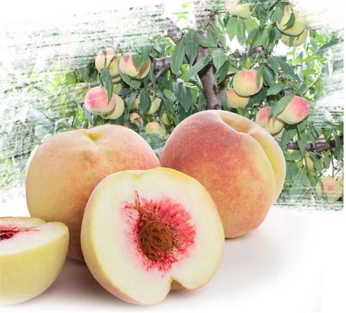 冬天的桃子和枣子,哪个是你的心头好