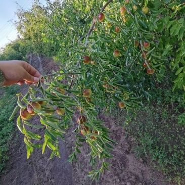 [冬枣批发]河北沧州黄骅市鲜枣 8.00元/斤黄骅脆冬枣 批发 _ 一亩田