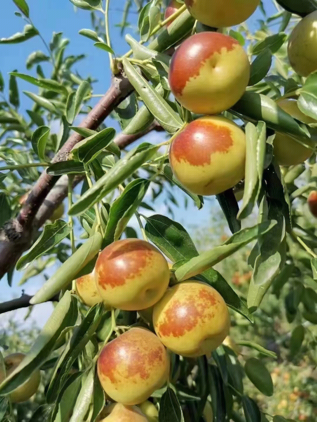黄骅孔店冬枣秋天中的王者