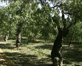 最古老的冬枣树