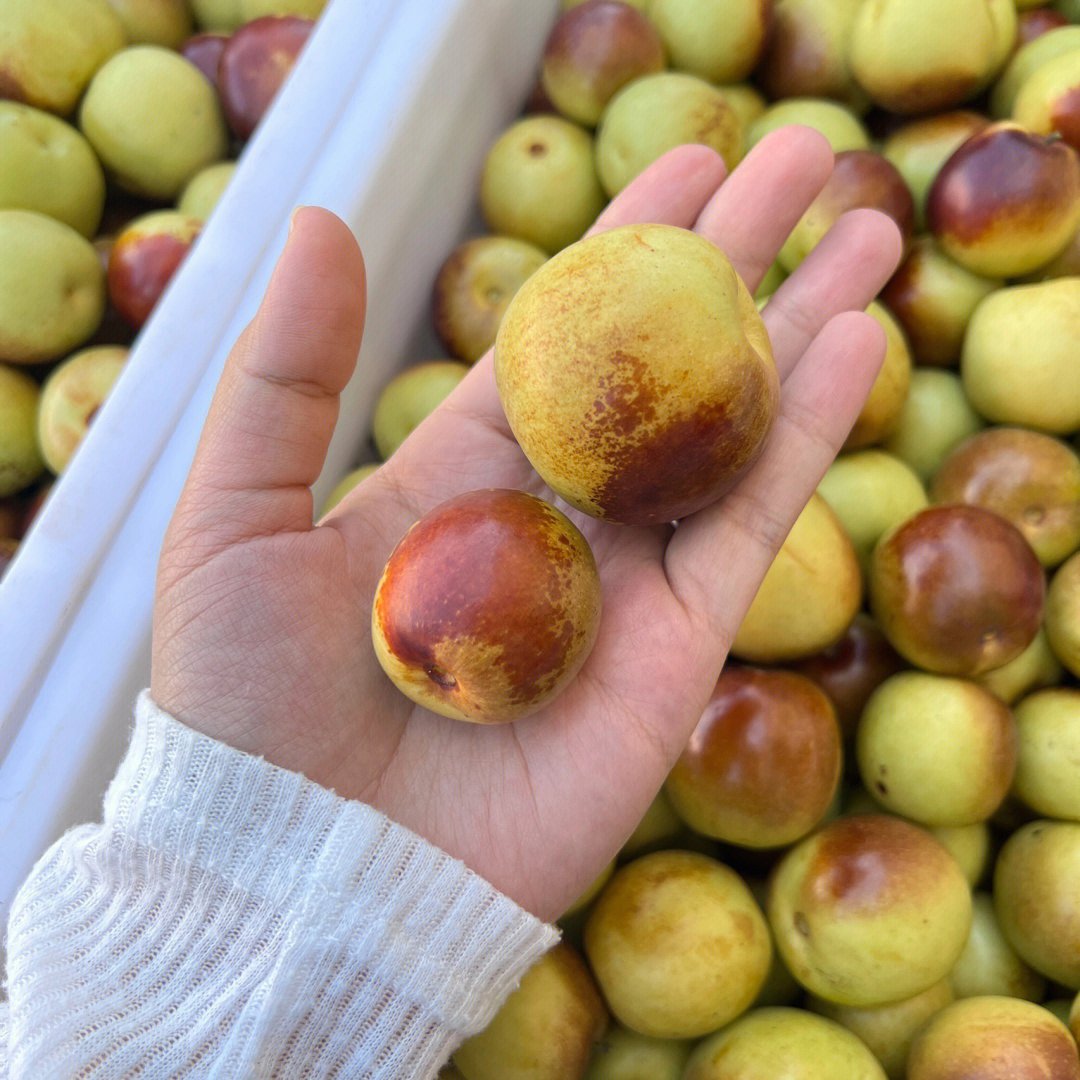 黄骅冬枣 净重75斤装的特色农产品