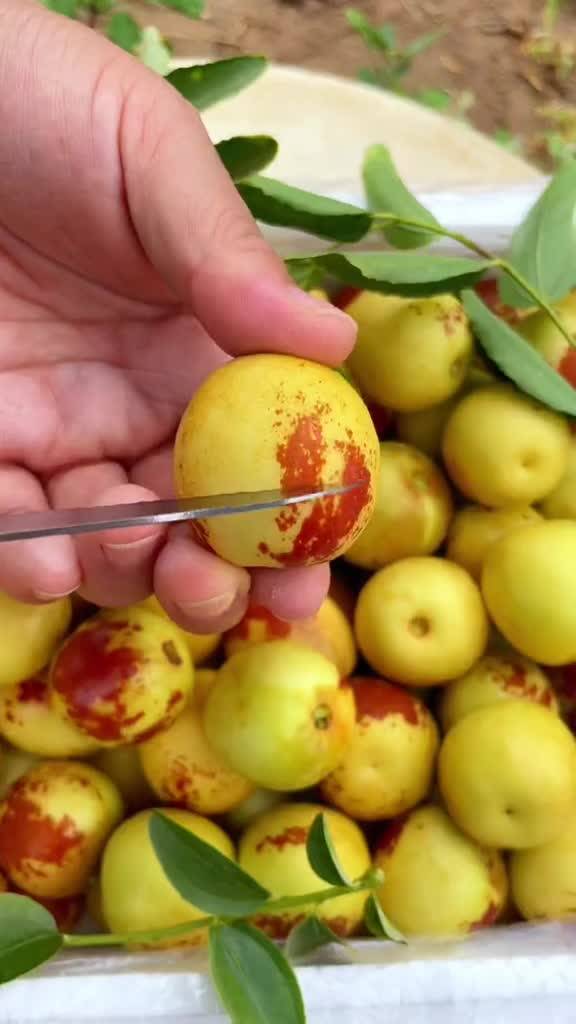 大荔与黄骅冬枣 产地直发，品质鲜甜