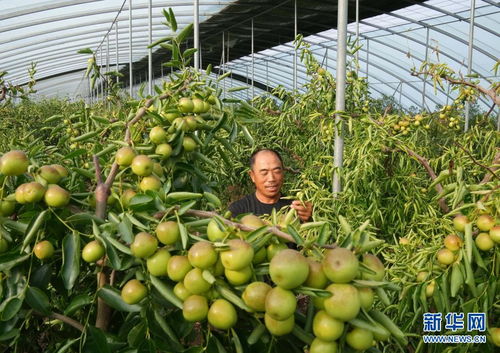 河北黄骅 错季冬枣种植开辟增收新路径