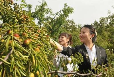 沧州2019中国农民丰收节暨黄骅冬枣节即将盛大开幕