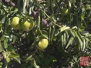 中国冬枣在黄骅 旧城论剑中种植能手的智慧
