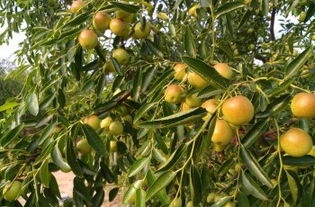 黄骅三娘冬枣采摘园全攻略 门票、地址、游玩指南及图片分享