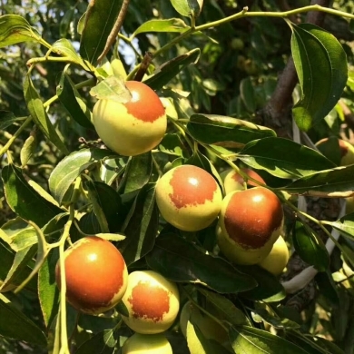 黄骅冬枣 冬季硕果，香甜满园
