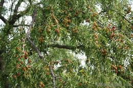 黄骅冬枣 北国的甜蜜瑰宝