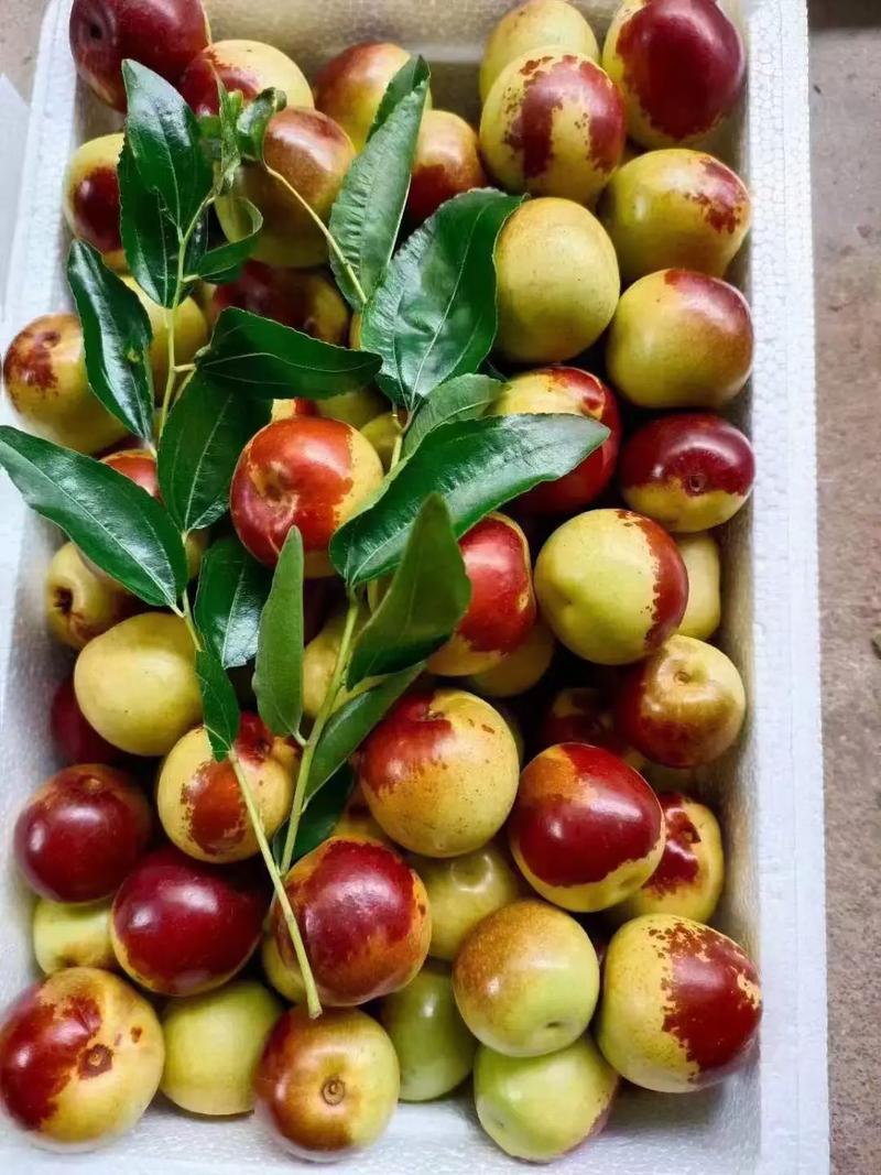 黄骅冬枣 自然馈赠，甜美健康，等您下单