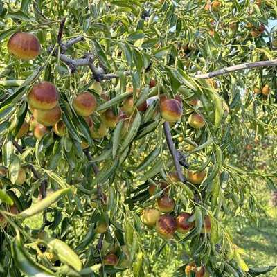 品味黄骅冬枣 脆甜多汁的果中珍品