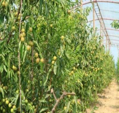 富平县泽瑞源冬枣种植专业合作社 黄骅冬枣的绿色典范