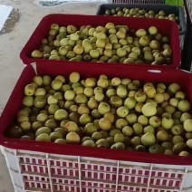 黄骅冬枣 品味古韵与自然的甜蜜馈赠