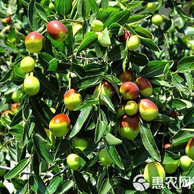 沾化冬枣苗与黄骅冬枣 北方冬枣两大名品的独特魅力