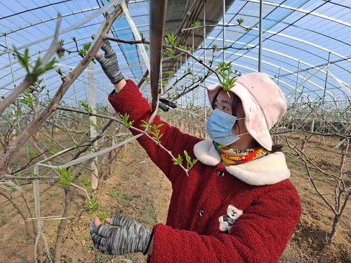 国家地理标志保护产品 陕西大荔冬枣大棚承载希望