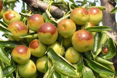 冬枣的含糖量高吗 冬枣的维生素c含量是多少