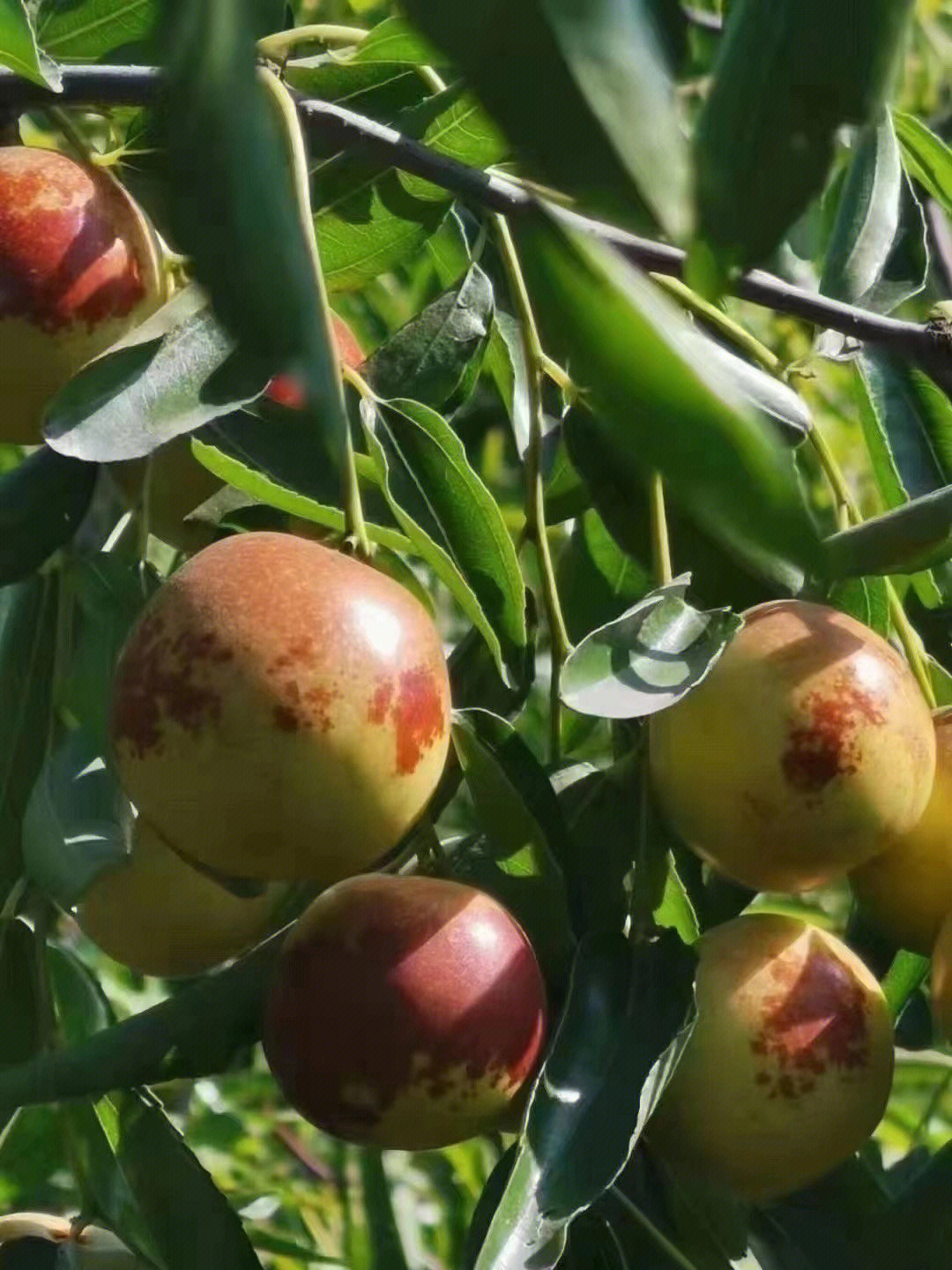 黄骅冬枣五斤一箱499包邮