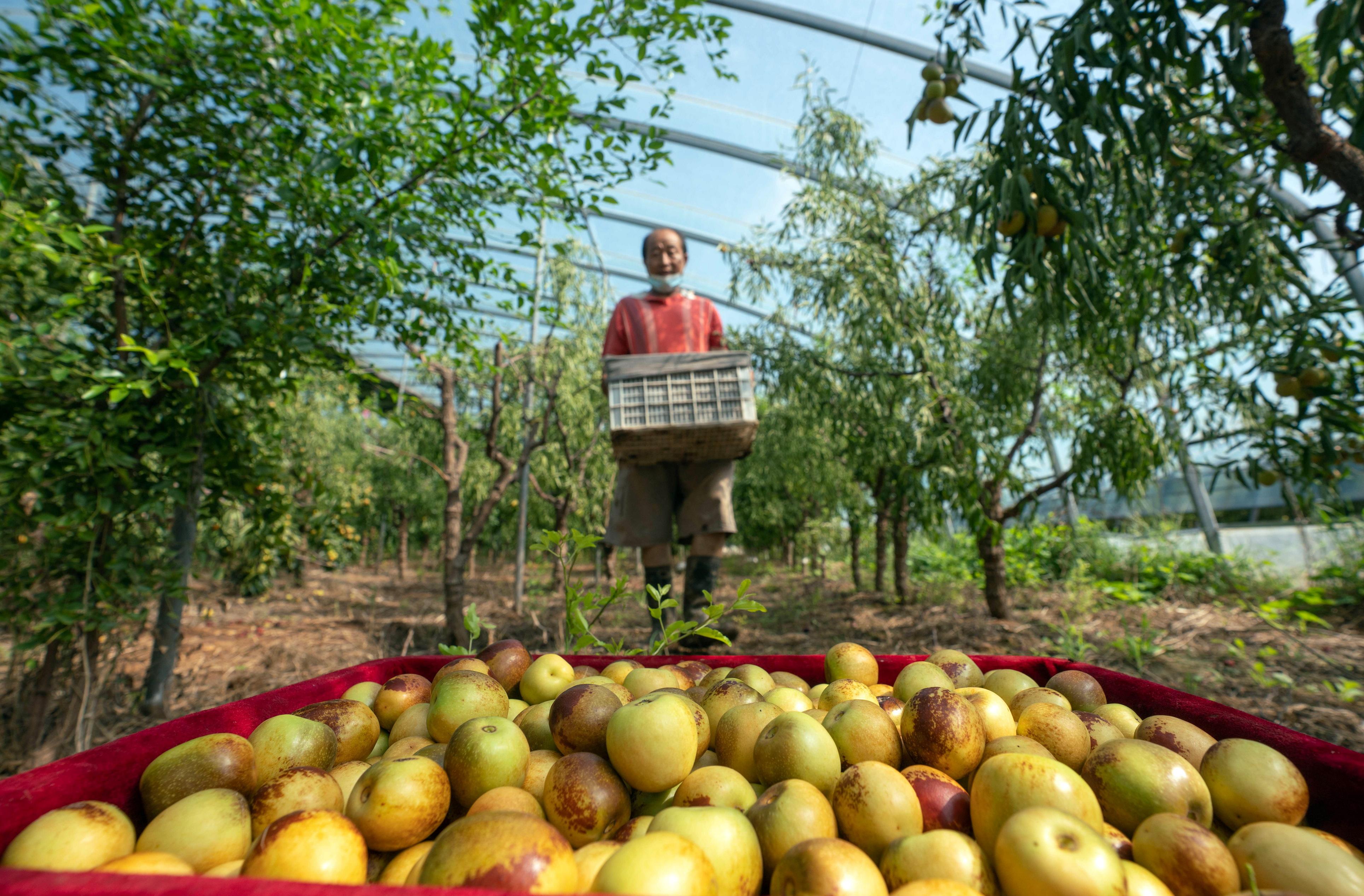 河北黄骅 冬枣大棚采收忙，特色产业促增收