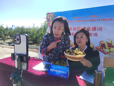 河北黄骅 古贡枣园话丰收，特色农业促振兴