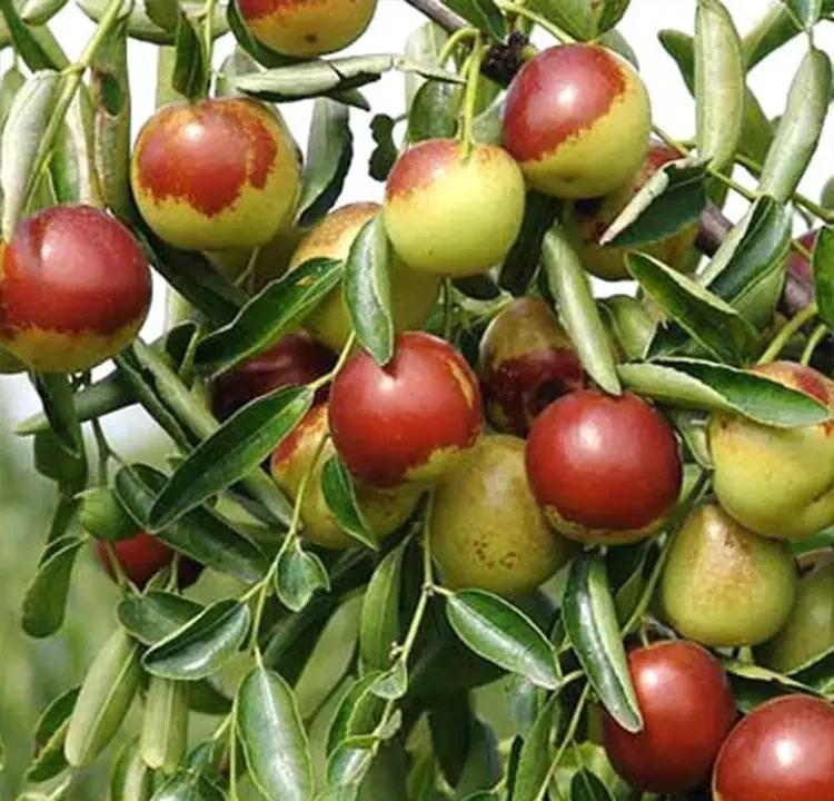 黄骅冬枣:高山种植,美味又营养