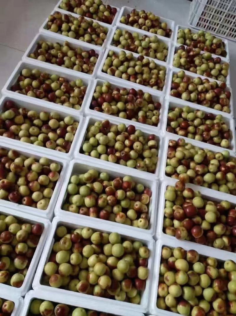 黄骅冬枣批发指南 河北沧州特色鲜枣的市场机遇