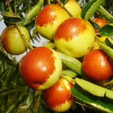 黄骅冬枣 北方冬果的珍品