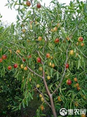 黄骅大冬枣 甜脆多汁的“百果之王”