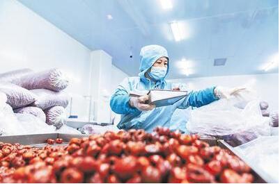 沧州黄骅冬枣 打造高品质农业金字招牌的甜蜜实践